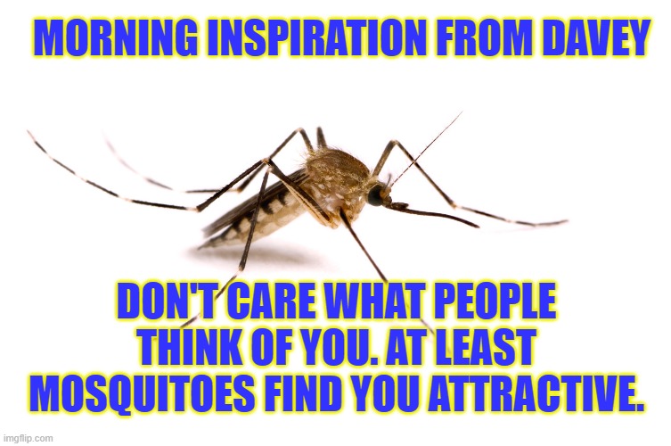 Inspiration | MORNING INSPIRATION FROM DAVEY; DON'T CARE WHAT PEOPLE THINK OF YOU. AT LEAST MOSQUITOES FIND YOU ATTRACTIVE. | image tagged in davey,mosquitoes,love | made w/ Imgflip meme maker