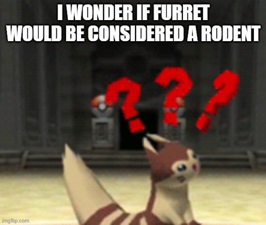 Is Furret a rodent? | I WONDER IF FURRET WOULD BE CONSIDERED A RODENT | image tagged in confused furret,memes,furret | made w/ Imgflip meme maker