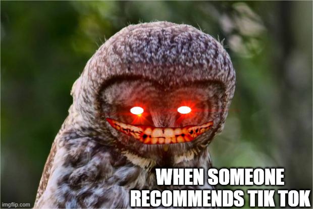 Seriously Owl | WHEN SOMEONE RECOMMENDS TIK TOK | image tagged in seriously owl | made w/ Imgflip meme maker