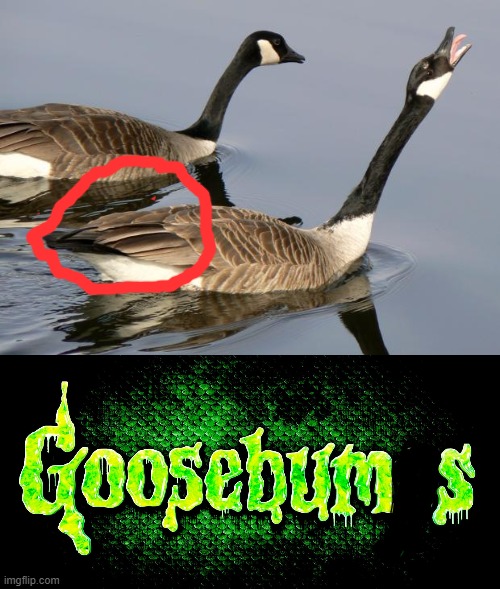 image tagged in geese,funny,awesome,give it an upvote | made w/ Imgflip meme maker