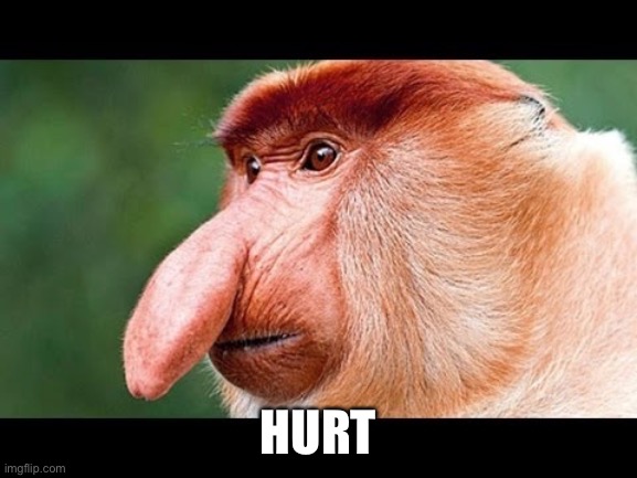 Big Nose Monkey | HURT | image tagged in big nose monkey | made w/ Imgflip meme maker