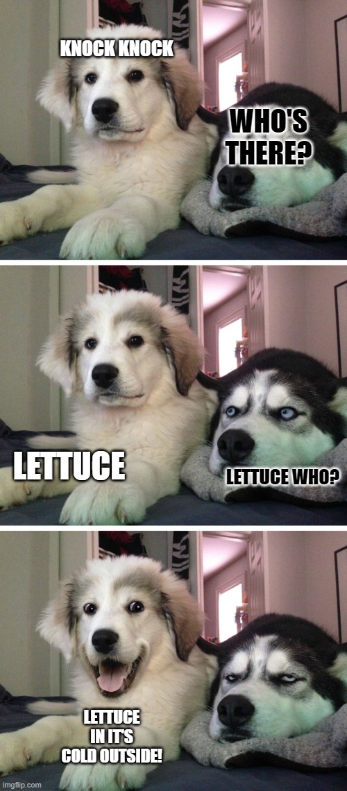 Bad pun dogs | KNOCK KNOCK; WHO'S THERE? LETTUCE; LETTUCE WHO? LETTUCE IN IT'S COLD OUTSIDE! | image tagged in bad pun dogs,bad puns,dog memes,bad jokes,funny dog memes,dog meme | made w/ Imgflip meme maker