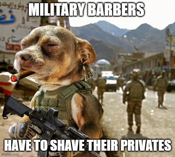 chihuahua military | MILITARY BARBERS; HAVE TO SHAVE THEIR PRIVATES | image tagged in chihuahua military | made w/ Imgflip meme maker
