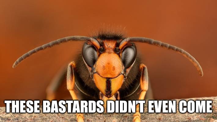 Murder Hornet | THESE BASTARDS DIDN’T EVEN COME | image tagged in murder hornet | made w/ Imgflip meme maker