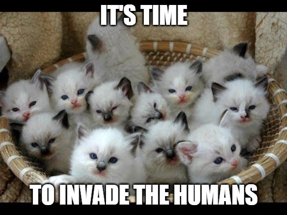 It'a time | IT'S TIME; TO INVADE THE HUMANS | image tagged in cata,meme,fun,funny,memes,funny memes | made w/ Imgflip meme maker