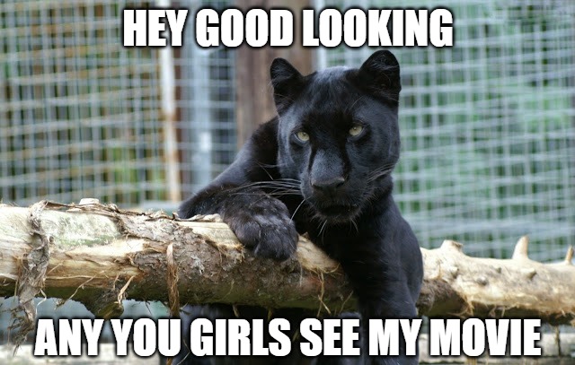cats black panther Memes & GIFs - Imgflip