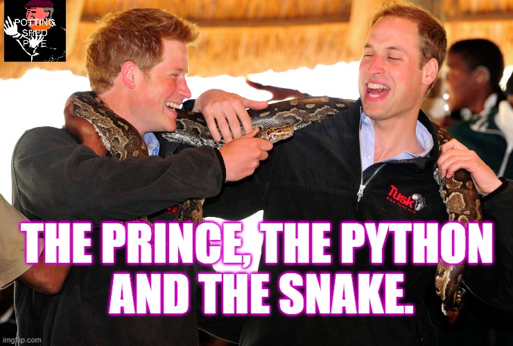 Prince, Python and Snake | THE PRINCE, THE PYTHON
 AND THE SNAKE. | image tagged in imgur | made w/ Imgflip meme maker