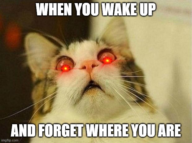me in a hotel in the morning | WHEN YOU WAKE UP; AND FORGET WHERE YOU ARE | image tagged in memes,scared cat | made w/ Imgflip meme maker