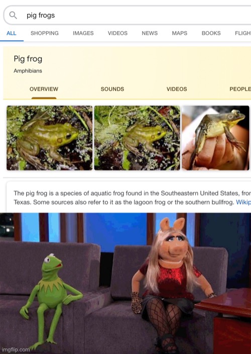 Kermit?  Come on! | image tagged in kermit the frog,miss piggy,pig,frog,funny,memes | made w/ Imgflip meme maker