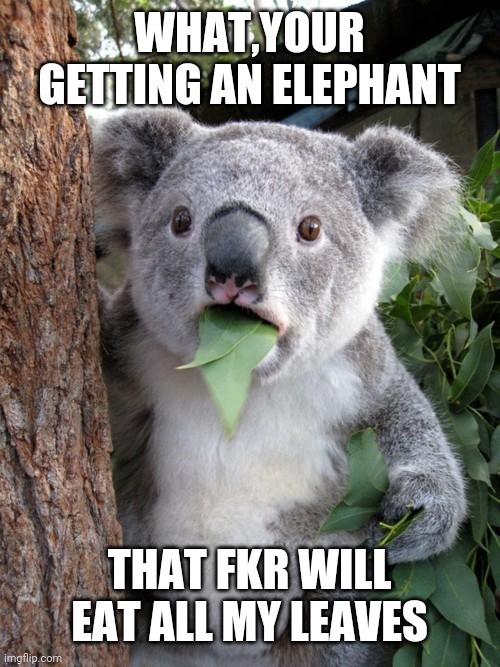 Surprised Koala Meme | WHAT,YOUR GETTING AN ELEPHANT; THAT FKR WILL EAT ALL MY LEAVES | image tagged in memes,surprised koala | made w/ Imgflip meme maker