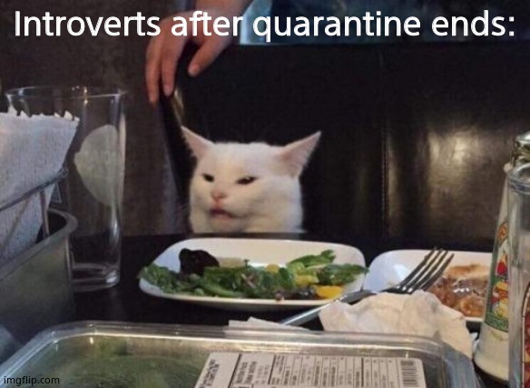 Salad cat | Introverts after quarantine ends: | image tagged in salad cat | made w/ Imgflip meme maker