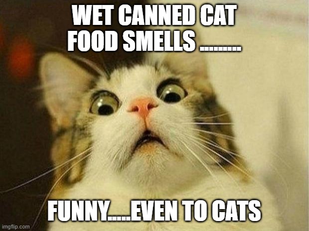 Scared Cat Meme | WET CANNED CAT FOOD SMELLS ......... FUNNY.....EVEN TO CATS | image tagged in memes,scared cat | made w/ Imgflip meme maker