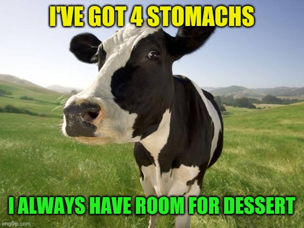cow | I'VE GOT 4 STOMACHS I ALWAYS HAVE ROOM FOR DESSERT | image tagged in cow | made w/ Imgflip meme maker