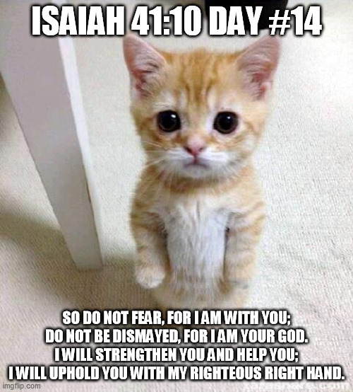 Cute Cat Meme | ISAIAH 41:10 DAY #14; SO DO NOT FEAR, FOR I AM WITH YOU; DO NOT BE DISMAYED, FOR I AM YOUR GOD. I WILL STRENGTHEN YOU AND HELP YOU; I WILL UPHOLD YOU WITH MY RIGHTEOUS RIGHT HAND. | image tagged in memes,cute cat | made w/ Imgflip meme maker