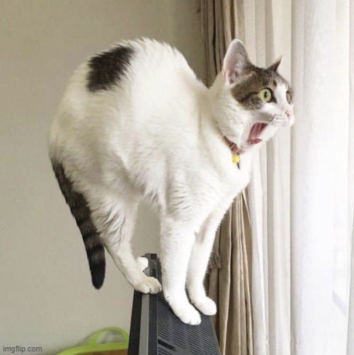 WTF CAT | image tagged in wtf cat | made w/ Imgflip meme maker