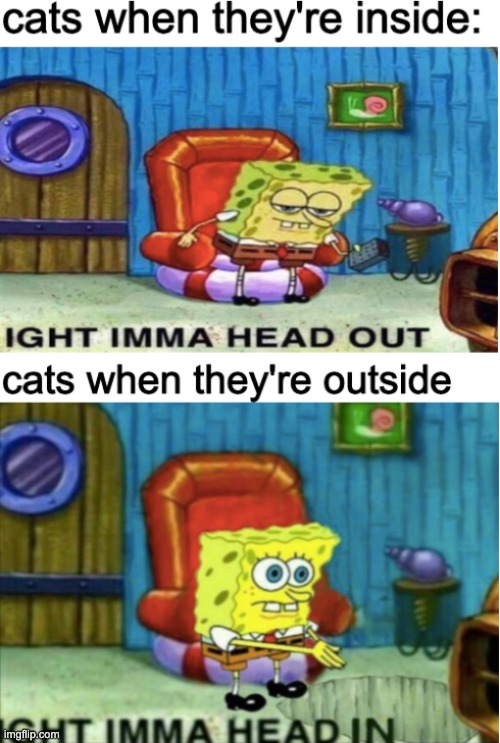 cats do be like that | image tagged in spongebob ight imma head out,spongebob ight imma head in,cat | made w/ Imgflip meme maker