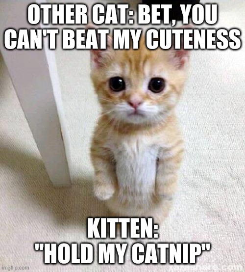 Cute Cat Meme | OTHER CAT: BET, YOU CAN'T BEAT MY CUTENESS; KITTEN: "HOLD MY CATNIP" | image tagged in memes,cute cat | made w/ Imgflip meme maker