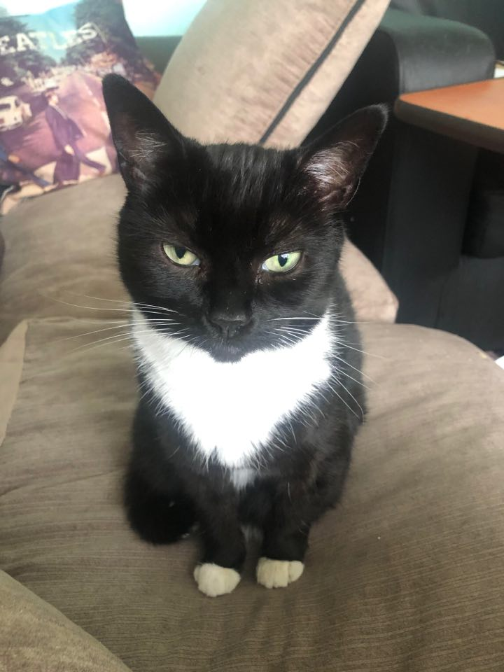 Cat owns the sofa Blank Meme Template
