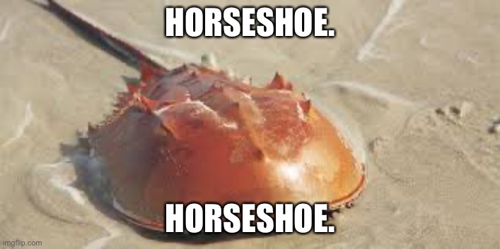 HORSESHOE. HORSESHOE. | made w/ Imgflip meme maker