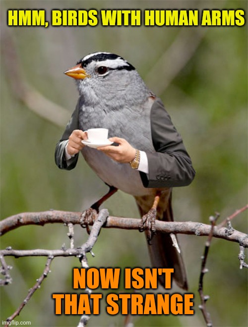 HMM, BIRDS WITH HUMAN ARMS NOW ISN'T THAT STRANGE | made w/ Imgflip meme maker