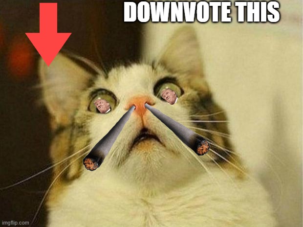 Scared Cat Meme | DOWNVOTE THIS | image tagged in memes,scared cat | made w/ Imgflip meme maker