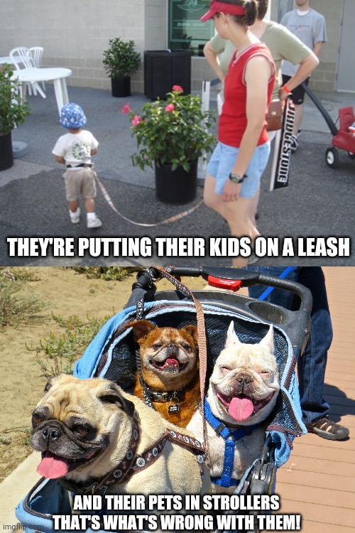 THEY'RE PUTTING THEIR KIDS ON A LEASH AND THEIR PETS IN STROLLERS

THAT'S WHAT'S WRONG WITH THEM! | image tagged in kid on leash 2,dog stroller | made w/ Imgflip meme maker