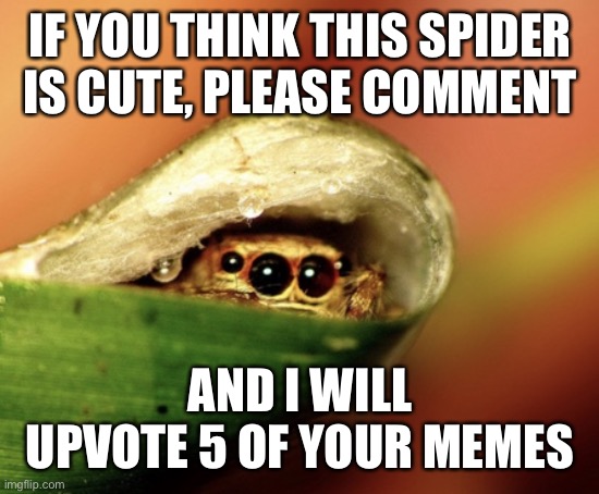 Cute spider |  IF YOU THINK THIS SPIDER IS CUTE, PLEASE COMMENT; AND I WILL UPVOTE 5 OF YOUR MEMES | image tagged in peeking jumping spider | made w/ Imgflip meme maker