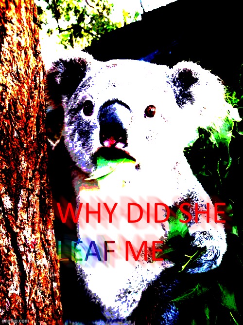 WHY | WHY DID SHE LEAF ME | image tagged in surprised koala,koala,deep fried,dank,australia,leaves | made w/ Imgflip meme maker