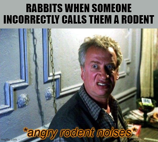Yes I know it self-contradicts | RABBITS WHEN SOMEONE INCORRECTLY CALLS THEM A RODENT | image tagged in angry rodent noises,rodent,rabbit,memes,spider man,mr ditkovich | made w/ Imgflip meme maker