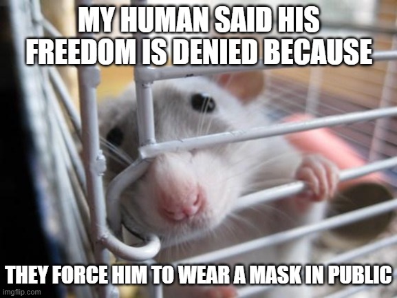 Shame on him | MY HUMAN SAID HIS FREEDOM IS DENIED BECAUSE; THEY FORCE HIM TO WEAR A MASK IN PUBLIC | image tagged in rat in a cage,coronavirus,freedom,mask,irony | made w/ Imgflip meme maker