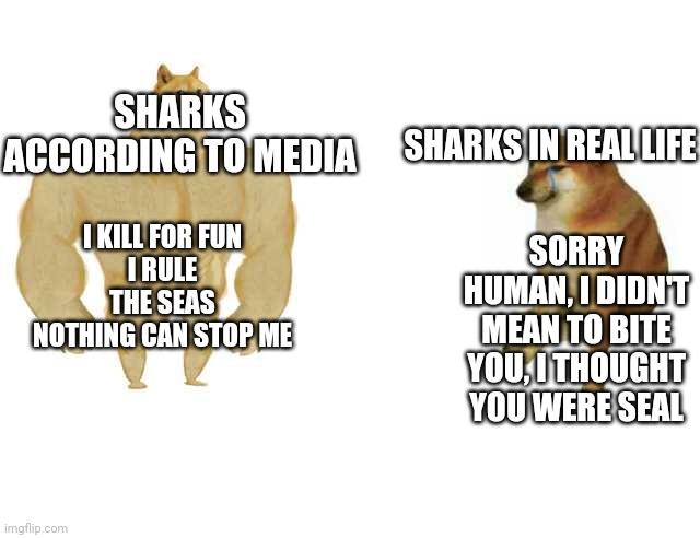Buff Doge vs. Cheems | SHARKS IN REAL LIFE; SHARKS ACCORDING TO MEDIA; SORRY HUMAN, I DIDN'T MEAN TO BITE YOU, I THOUGHT YOU WERE SEAL; I KILL FOR FUN
I RULE THE SEAS
NOTHING CAN STOP ME | image tagged in strong doge weak doge | made w/ Imgflip meme maker