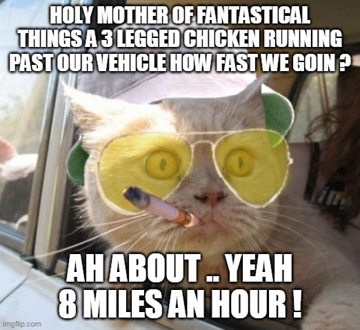 Hunter S TomCat | HOLY MOTHER OF FANTASTICAL THINGS A 3 LEGGED CHICKEN RUNNING PAST OUR VEHICLE HOW FAST WE GOIN ? AH ABOUT .. YEAH 8 MILES AN HOUR ! | image tagged in memes,fear and loathing cat | made w/ Imgflip meme maker