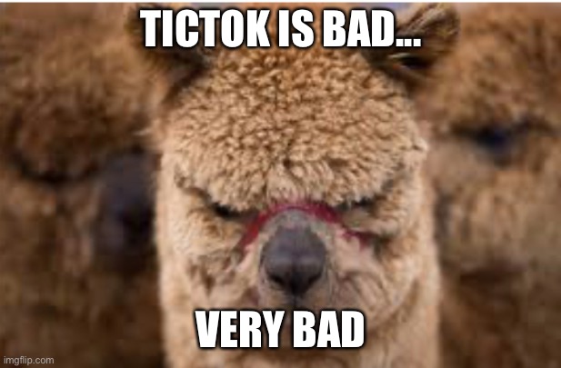 DIE TICTOK DIE | TICTOK IS BAD... VERY BAD | image tagged in tictok,die tictok,tictok bad,alpacas dont like tictok | made w/ Imgflip meme maker
