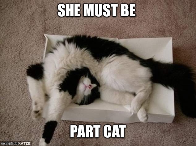 IKEA cat | SHE MUST BE PART CAT | image tagged in ikea cat | made w/ Imgflip meme maker