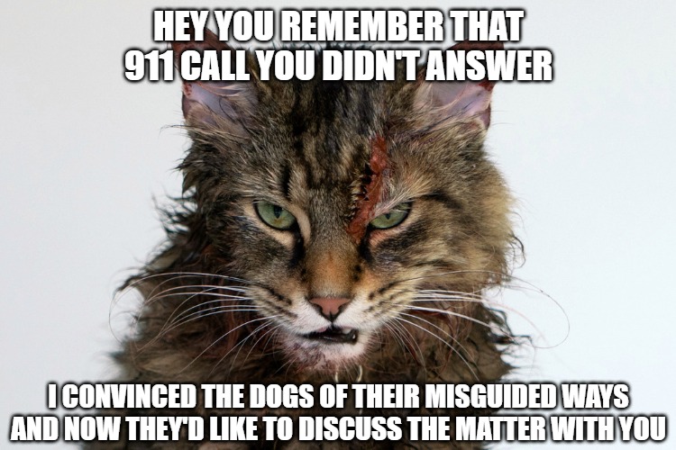 Should have taken the call | HEY YOU REMEMBER THAT

911 CALL YOU DIDN'T ANSWER; I CONVINCED THE DOGS OF THEIR MISGUIDED WAYS
AND NOW THEY'D LIKE TO DISCUSS THE MATTER WITH YOU | image tagged in cats,angry cat,memes,fun,funny,funny memes | made w/ Imgflip meme maker