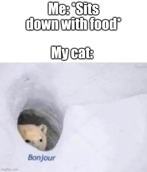 Beggers... | Me: *Sits down with food*; My cat: | image tagged in bonjour,cats,food | made w/ Imgflip meme maker
