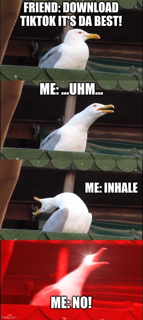 thicc inhale | FRIEND: DOWNLOAD TIKTOK IT'S DA BEST! ME: ...UHM... ME: INHALE; ME: NO! | image tagged in memes,inhaling seagull | made w/ Imgflip meme maker