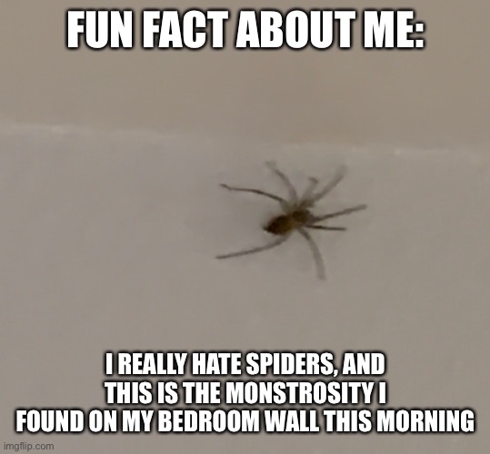 FUN FACT ABOUT ME:; I REALLY HATE SPIDERS, AND THIS IS THE MONSTROSITY I FOUND ON MY BEDROOM WALL THIS MORNING | made w/ Imgflip meme maker