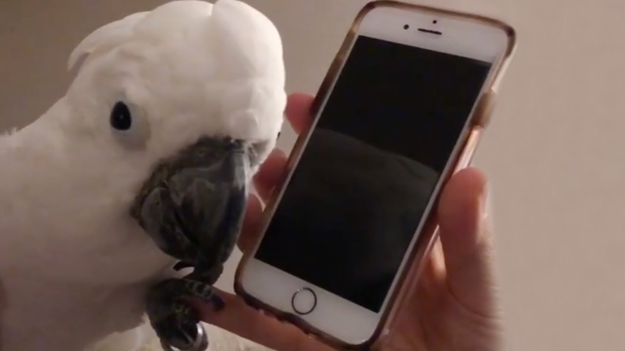 High Quality Cockatoo talking on iPhone Blank Meme Template