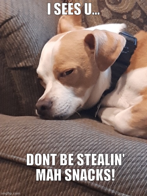 Sleepy puppy | I SEES U... DONT BE STEALIN' MAH SNACKS! | image tagged in dog | made w/ Imgflip meme maker