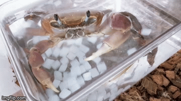 Shellfish Gif Animated GIF - Imgflip
