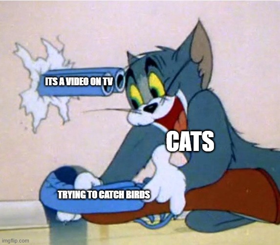 Cats versus Tv | ITS A VIDEO ON TV; CATS; TRYING TO CATCH BIRDS | image tagged in tom shooting himself by accident | made w/ Imgflip meme maker
