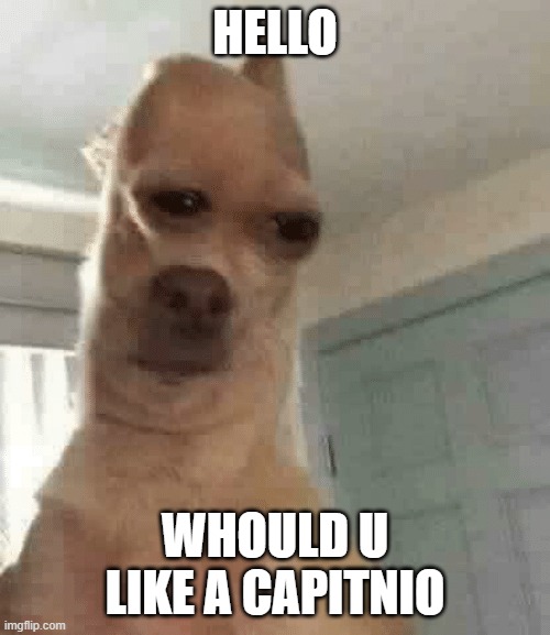 capitino dog | HELLO; WHOULD U LIKE A CAPITNIO | image tagged in idk | made w/ Imgflip meme maker