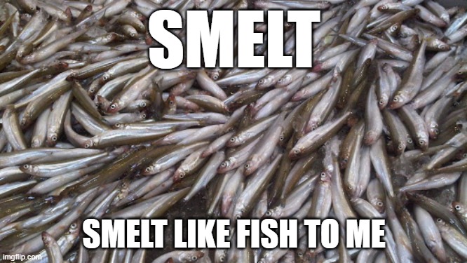 Smelt | SMELT; SMELT LIKE FISH TO ME | image tagged in smelt,smells like fish,smelt fry,smelt like fish | made w/ Imgflip meme maker