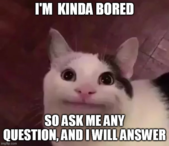 Awkward Cat | I'M  KINDA BORED; SO ASK ME ANY QUESTION, AND I WILL ANSWER | image tagged in awkward cat | made w/ Imgflip meme maker