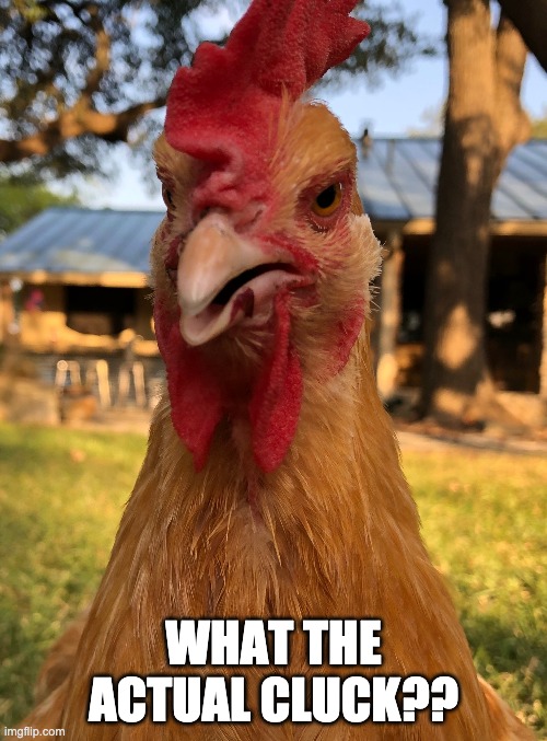 What the actual cluck? |  WHAT THE ACTUAL CLUCK?? | image tagged in chicken | made w/ Imgflip meme maker