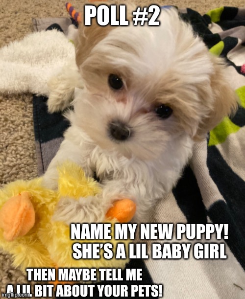 Poll #2 You know what to do! | POLL #2; NAME MY NEW PUPPY! SHE’S A LIL BABY GIRL; THEN MAYBE TELL ME A LIL BIT ABOUT YOUR PETS! | image tagged in puppy,cute,cute puppies,polls | made w/ Imgflip meme maker