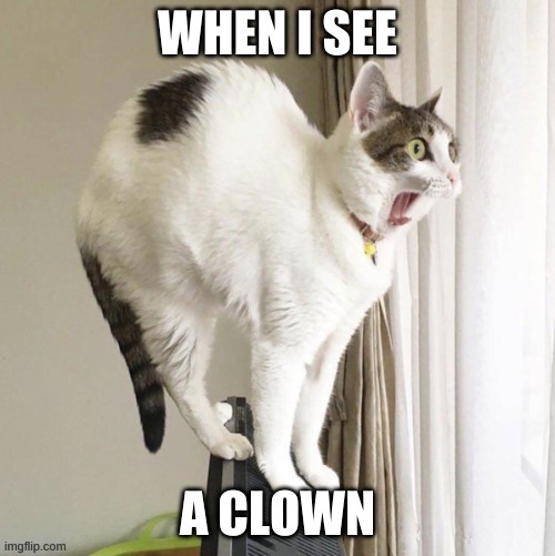 scared cat | WHEN I SEE; A CLOWN | image tagged in scared cat | made w/ Imgflip meme maker