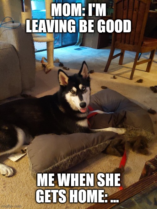 MOM: I'M LEAVING BE GOOD; ME WHEN SHE GETS HOME: ... | image tagged in dog,funny | made w/ Imgflip meme maker