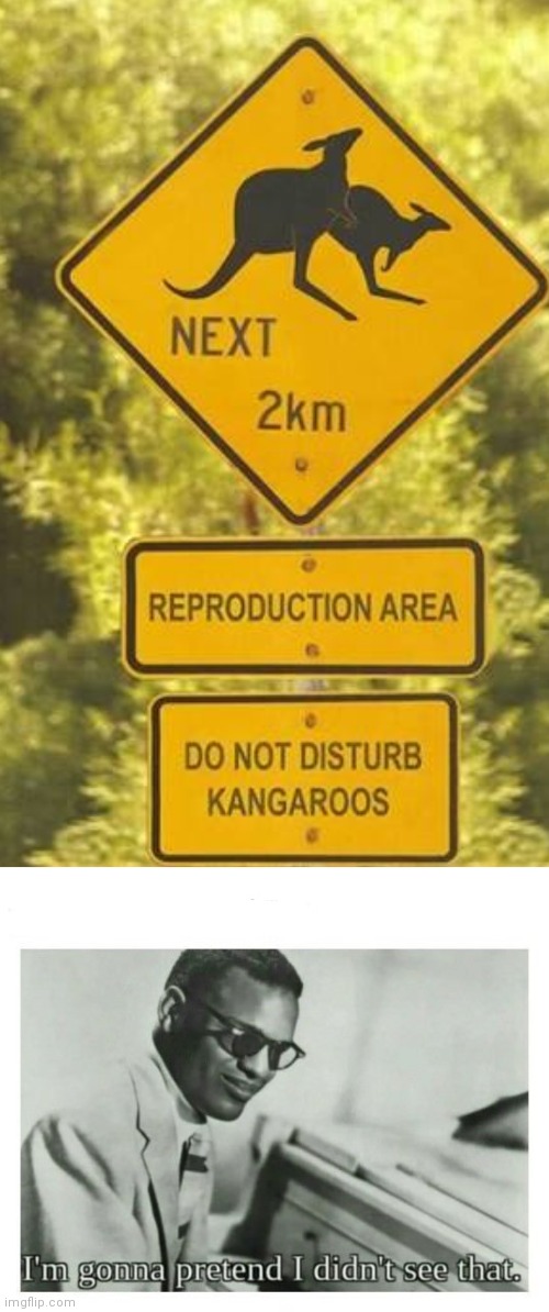 Don't disturb the kangaroos...They are busy | image tagged in i'm gonna pretend i didn't see that | made w/ Imgflip meme maker